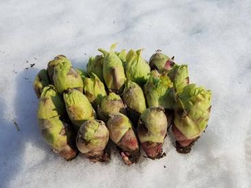 北海道産 ふきのとう 5キロ 朝採り 北海道産 ふきのとう やわらか花芽