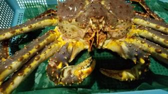 北海北の味】【超特大活カニ堅】北海道産訳なし本タラバオス1尾3.2ｋｇ前後鮮度最高入手困難身入り90％以上 北海 北海北の味特選限定品極上堅超特大ジャンボ活蟹北海道産 訳 北の味BIGサイズ活・堅蟹北海道産 北海北の味[年末指定OK]超特大活カニ堅訳なし本タラバオス 北海北の