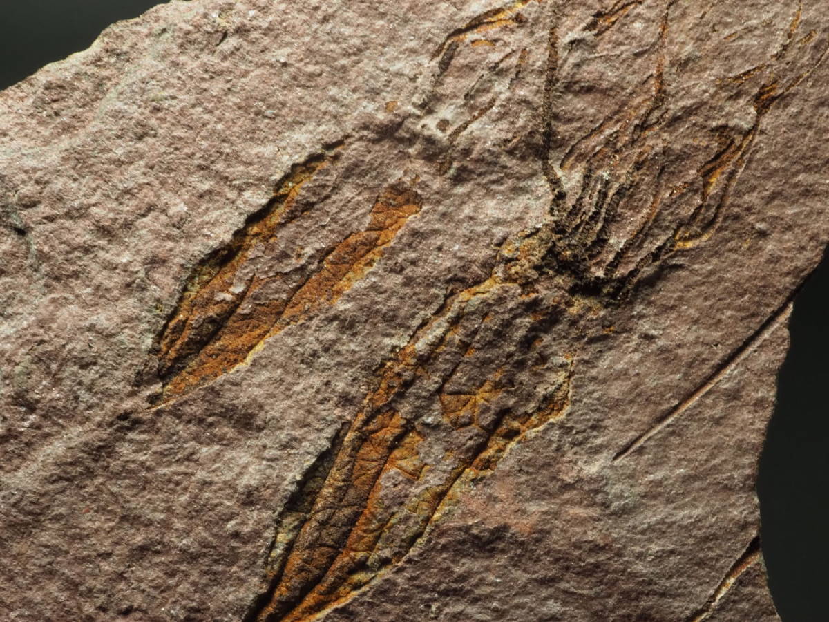 レア！ウミユリの化石【Ascocystites sp.】【814 g】モロッコ王国産