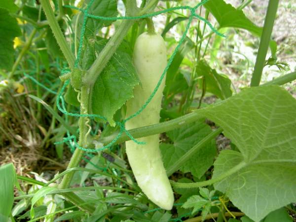 白いキュウリのたね１０粒_1