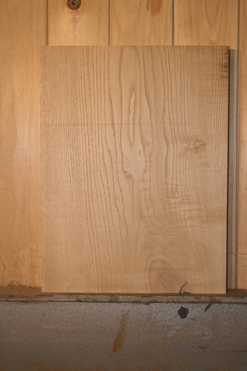 339 クリ パキプス 「実生株」オペルクリカリア 2年株種から発芽 339 クリ パキプス 「実生株」オペルクリカリア 2年株種から発芽