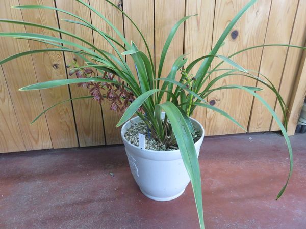 蜜蜂蘭 開花直前 キンリョウヘン 花付 4株セット(5本) 無農薬栽培 金陵