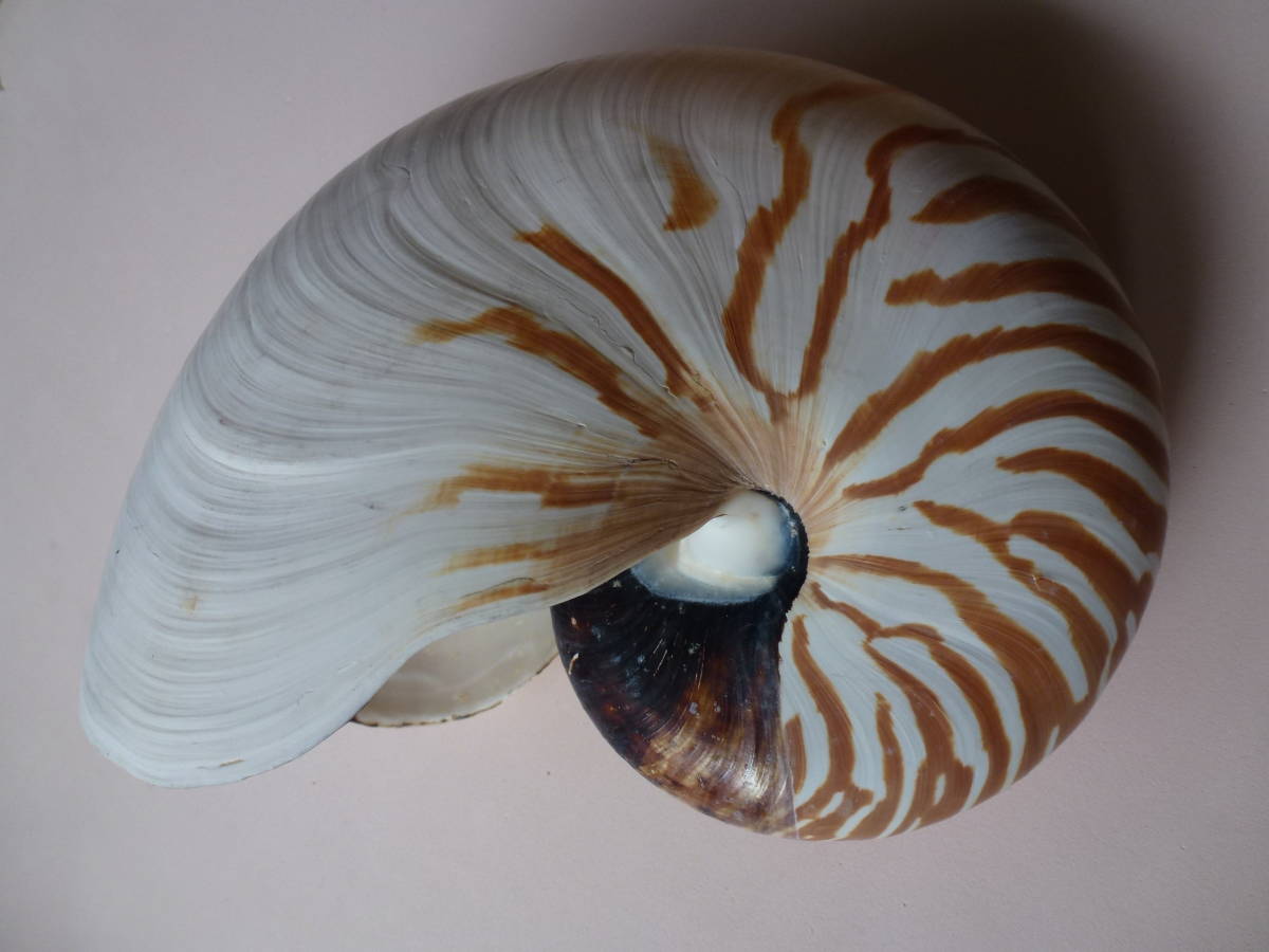 オウムガイ 貝 貝殻 置物 飾り インテリア オブジェ アクアリウム 大 科学 自然 売買されたオークション情報 Yahooの商品情報をアーカイブ公開 オークファン Aucfan Com オウムガイ 貝 貝殻 置物 飾り インテリア オブジェ アクアリウム 大 科学 自然 売買されたオークション情報 Yahooの商品情報をアーカイブ公開 オークファン Aucfan Com