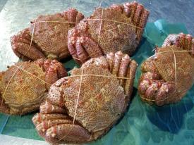 北海北の味】活目2.8kｇ【北海道産堅ボイル未冷凍毛ガニ】超特大訳なし3尾入り1.8kg身入り9割以上落札後すぐ発送可能な方 | 北海道産 北海道お 600ｇ〜700ｇ前後 冷凍ボイル毛がに 冷凍ボイル毛がに500g前後×2尾｜JALふるさと納税サイト