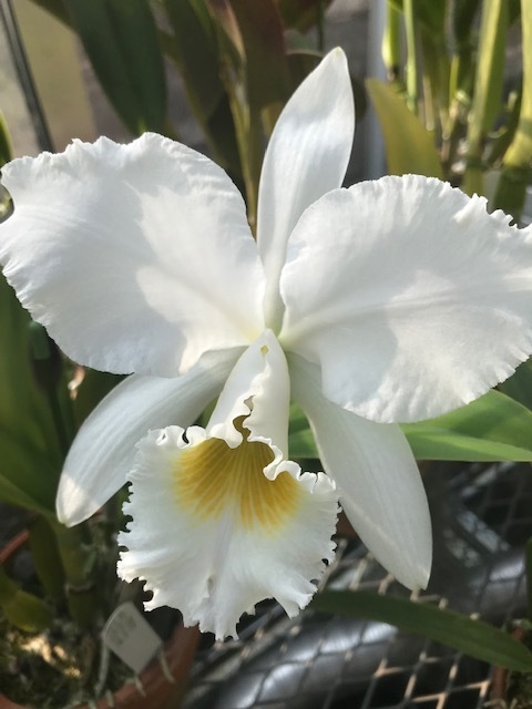 洋蘭原種カトレアC.gaskelliana f.alba 'Sara' (OG) HCC/SVCN BM