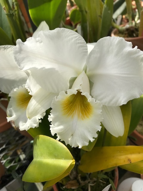 洋蘭原種カトレアC.gaskelliana f.alba 'Sara' (OG) HCC/SVCN BM