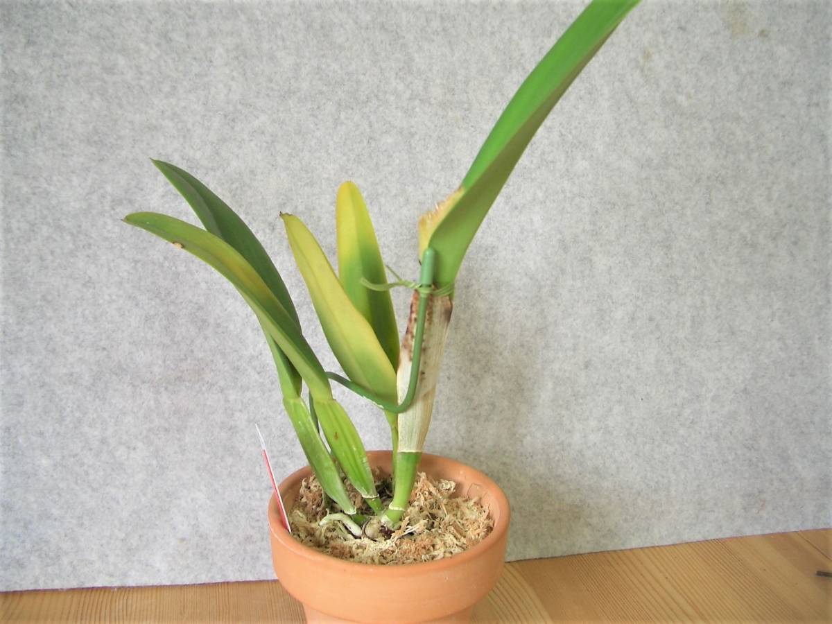 洋蘭原種カトレアC.gaskelliana f.alba 'Sara' (OG) HCC/SVCN BM