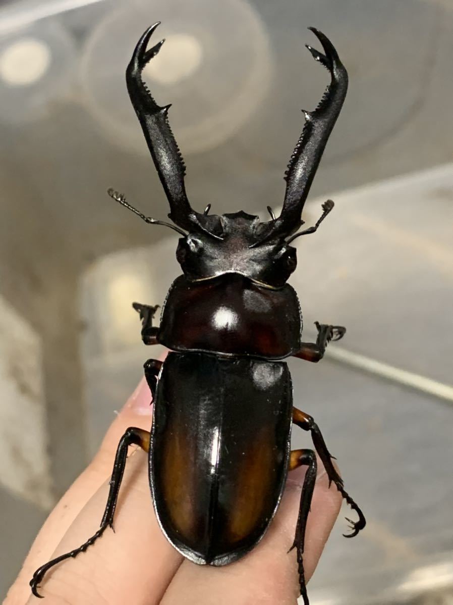 標本ヤエヤママルバネクワガタ 石垣島産 54.6ミリ 規制前採集