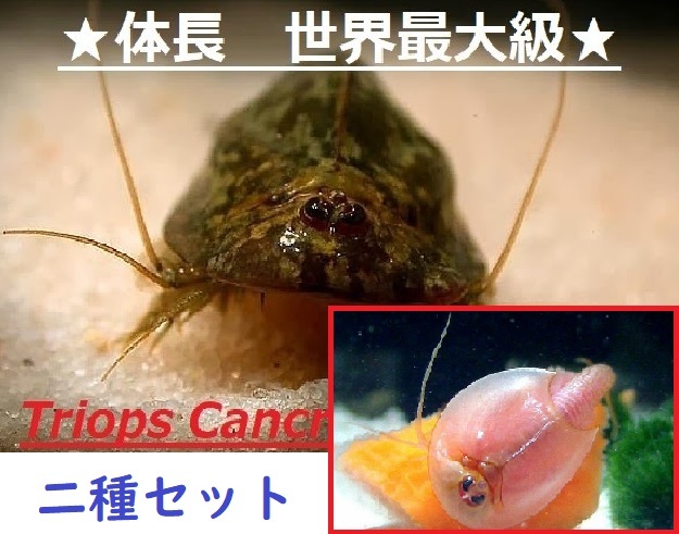 カブトエビ 2種 耐久卵 赤色変異体 世界最大級 スペイン Triops Cancri Spain 飼育底砂付き 自由研究 自然観察 甲殻類 売買されたオークション情報 Yahooの商品情報をアーカイブ公開 オークファン Aucfan Com カブトエビ 2種 耐久卵 赤色変異体 世界最大級 スペイン Triops Cancri Spain 飼育底砂付き 自由研究 自然観察 甲殻類 売買されたオークション情報 Yahooの商品情報をアーカイブ公開 オークファン Aucfan Com