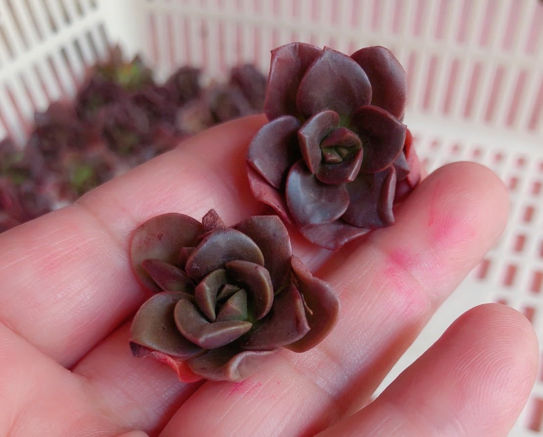 2026，お得 韓国多肉植物 韓国苗 エケベリア Echeveria 29 Chocolate Bricks 40個 埼玉在庫(サボテン)｜売買されたオークション情報、yahooの商品情報をアーカイブ公開 - オークファン サボテン