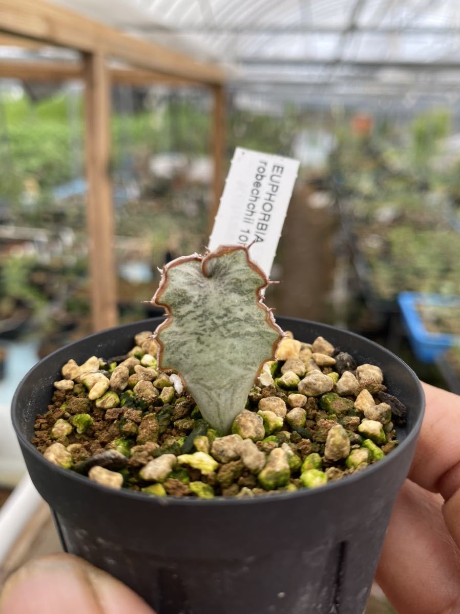 ユーフォルビア ロベッチー Euphorbia robecchii 実生(サボテン)｜売買