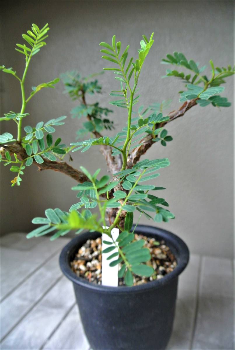 センナ メリディオナリス Senna Meridionalis 実生苗 美樹形 マダガスカル コーデックス 塊根 検 パキプス サボテン 売買されたオークション情報 Yahooの商品情報をアーカイブ公開 オークファン Aucfan Com