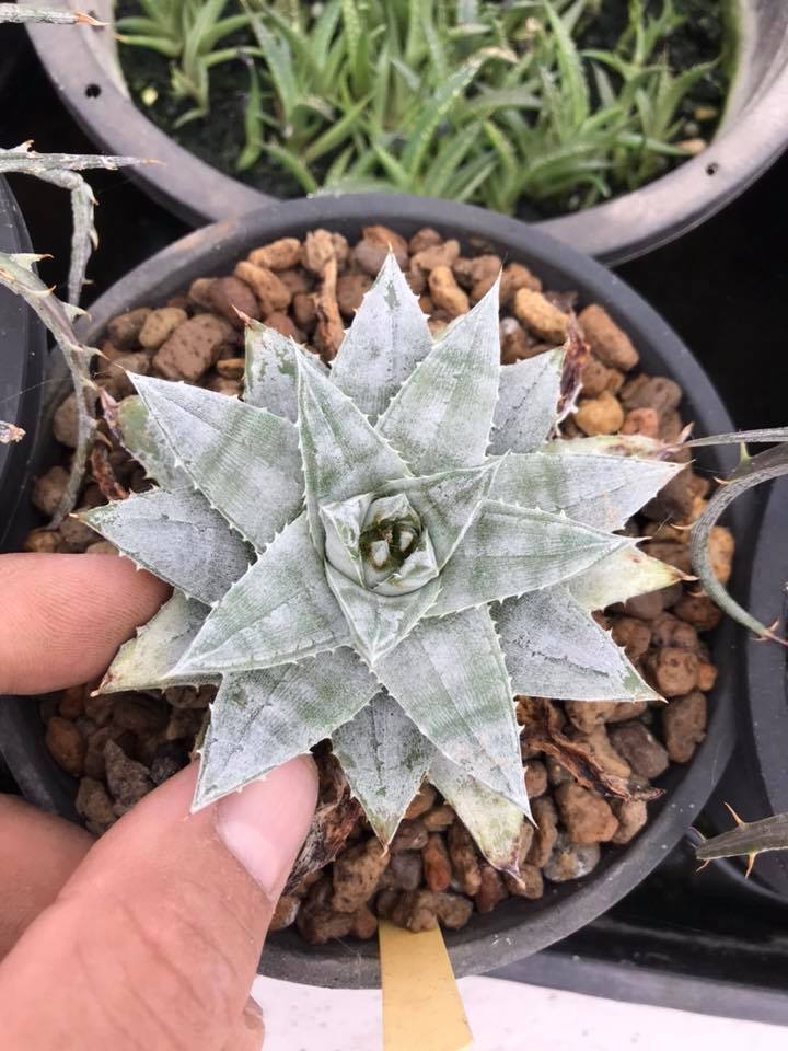 DBディッキア Dyckia Bill Baker hybrid #13 ⑴ DBディッキア Dyckia