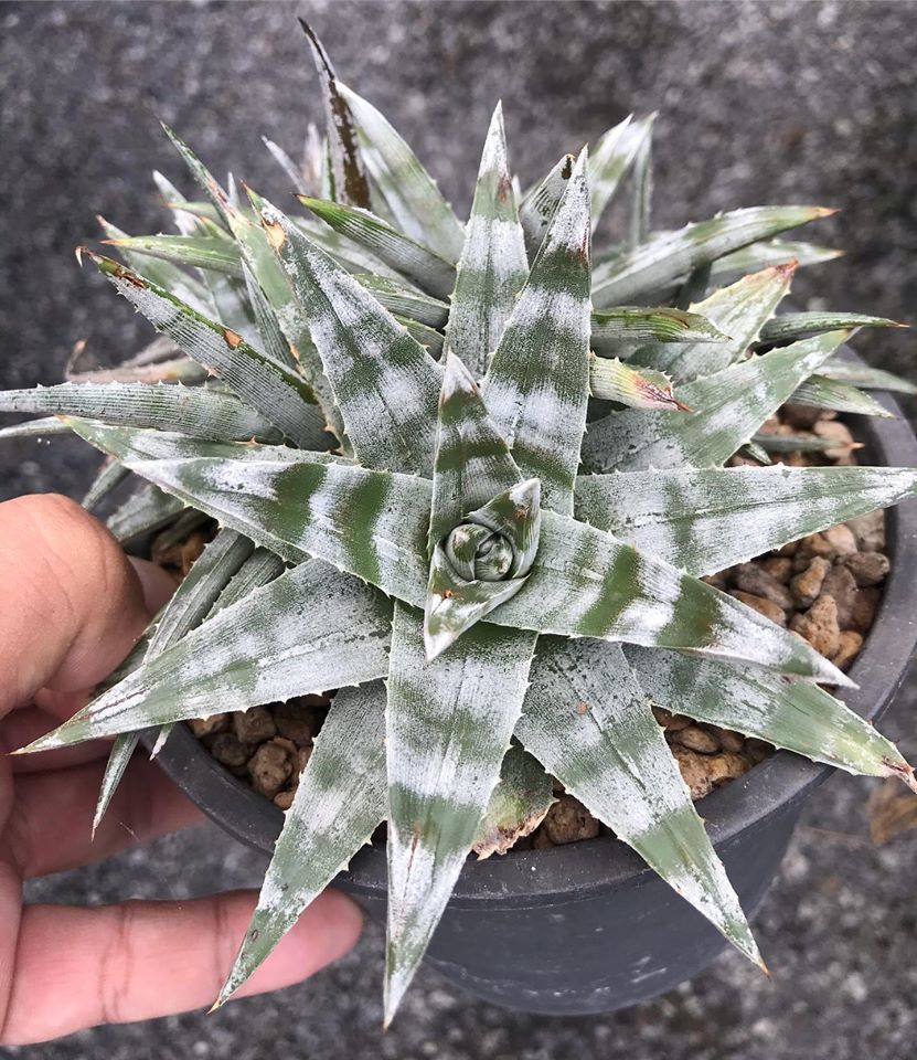小型 DBディッキア Dyckia Bill Baker hybrid #123 DBディッキア
