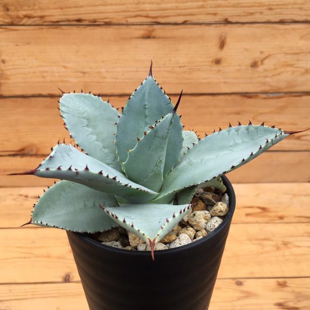 人気定番，お買い得 &sigma;アガベ ブルーウェーブ 3号 Agave Blue Waves 多肉植物 サボテン ハオルシア(アガベ)｜売買されたオークション情報、yahooの商品情報をアーカイブ公開 - オークファン アガベ