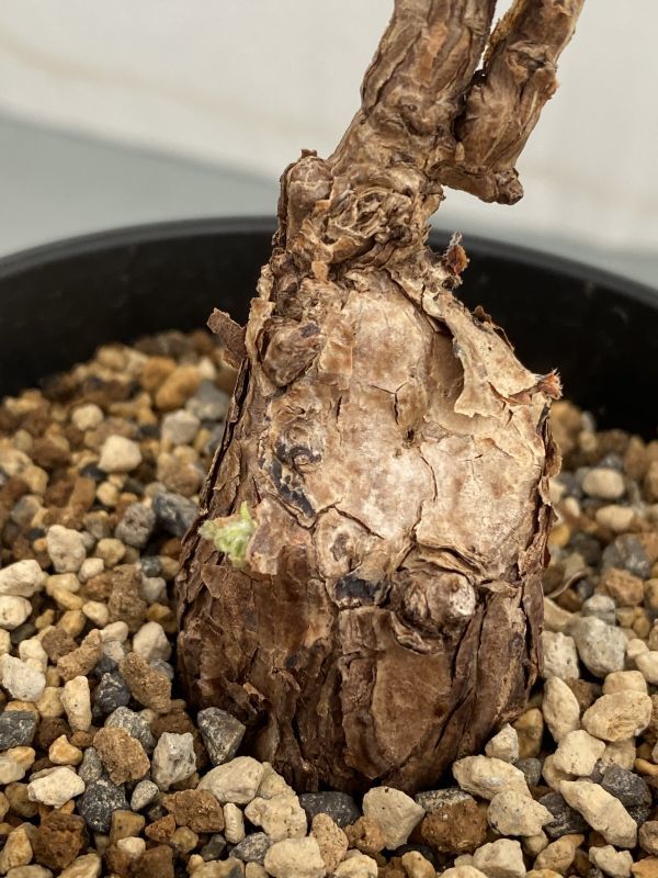 オ215 【塊根植物】ペラルゴニウム トリステ小【多分未発根株・発芽株