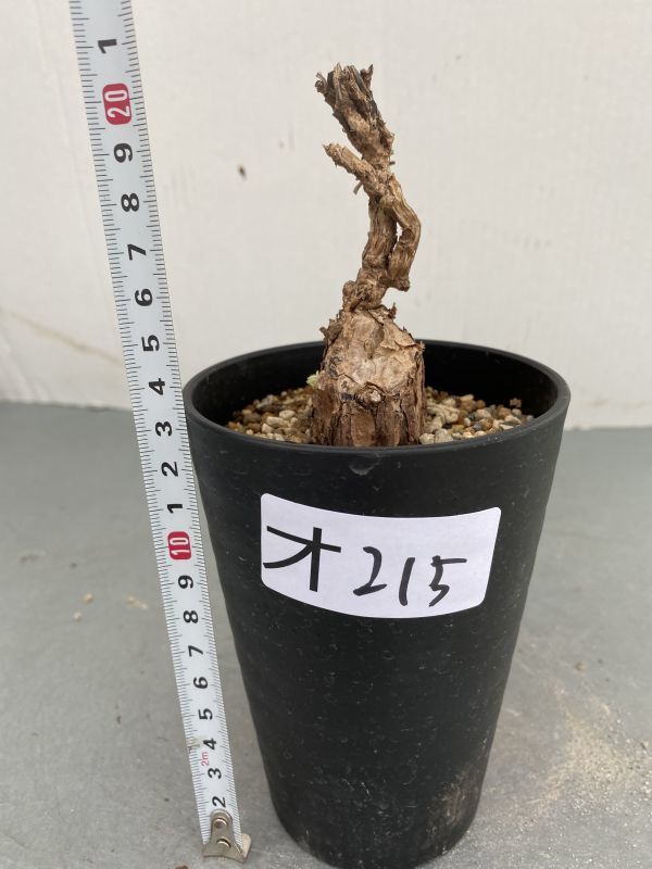 オ215 【塊根植物】ペラルゴニウム トリステ小【多分未発根株・発芽株