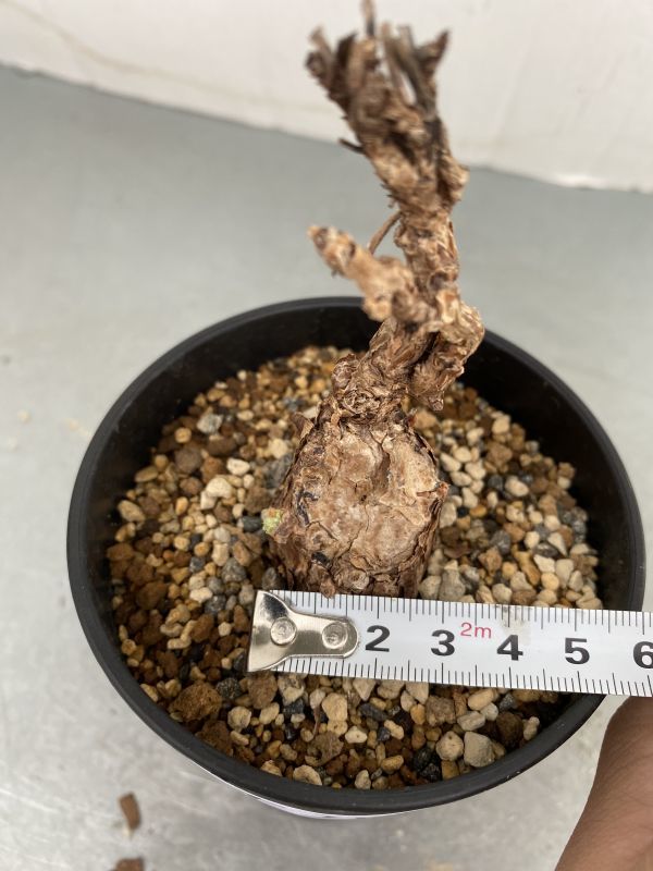 オ215 【塊根植物】ペラルゴニウム トリステ小【多分未発根株・発芽株
