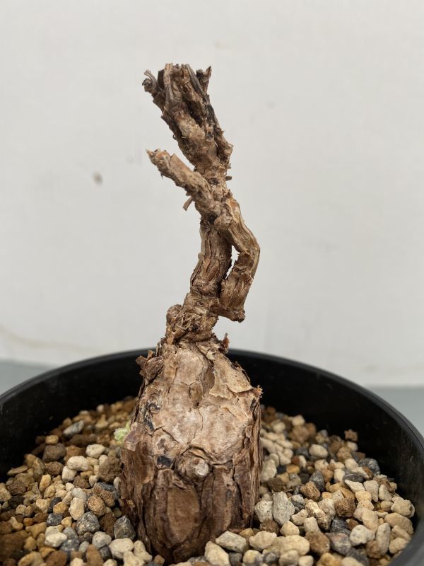 オ215 【塊根植物】ペラルゴニウム トリステ小【多分未発根株・発芽株
