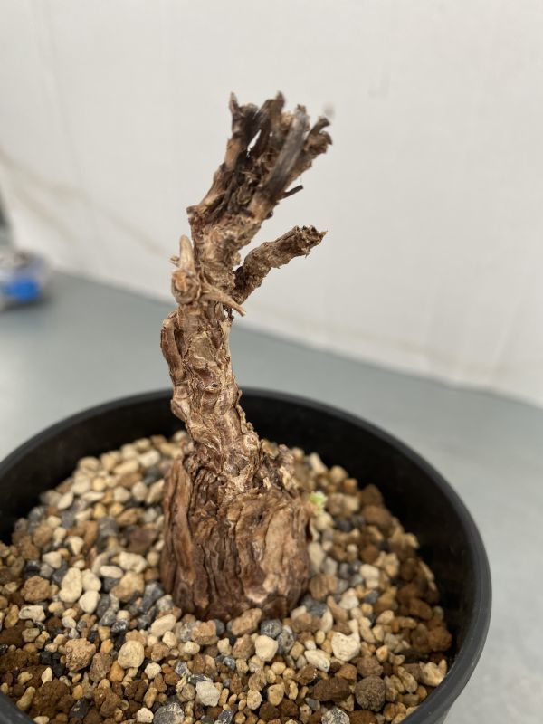 オ215 【塊根植物】ペラルゴニウム トリステ小【多分未発根株・発芽株
