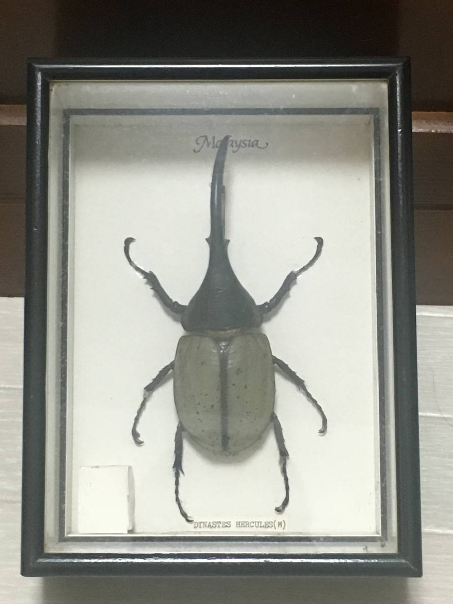 ☆ 昆虫標本 DYNASTES HERCULES ヘラクレスオオカブト 標本