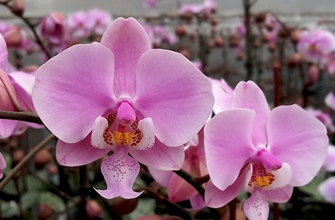 Yahoo!オークション schilleriana Phal シレリアナ 洋蘭原種 公式通販