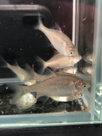 激安大特価，大得価 ゼニタナゴ 当歳魚 10匹セット^o^ 今だけ＋１匹^o^(川魚)｜売買されたオークション情報、yahooの商品情報をアーカイブ公開 - オークファン その他