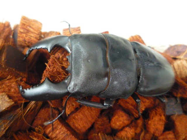 スマトラオオヒラタ　オス単（ハーキュリー血統） スマトラオオヒラタ 92/46 ハーキュリー血統ペア - INSECT SHOP 美咲