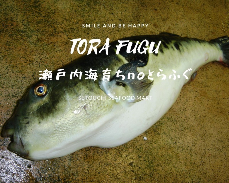 四季の花丸紋 FOURGRACEオリジナル 柿朱 ｜ 四季折々の 雑煮椀 新春初売りセール 恒例！ 2024.1.1あけましておめでとうございます！！ | 真珠の街神戸～真珠の生産減少の中冠婚葬祭にも最適、稀少あこや大珠 6000円～8000円のランチビュッフェを予約 ♥お買い得セールサイズが合えばお買い得☆(送料無料)♥️(フラメンコ 食洗機対応 : ビバ