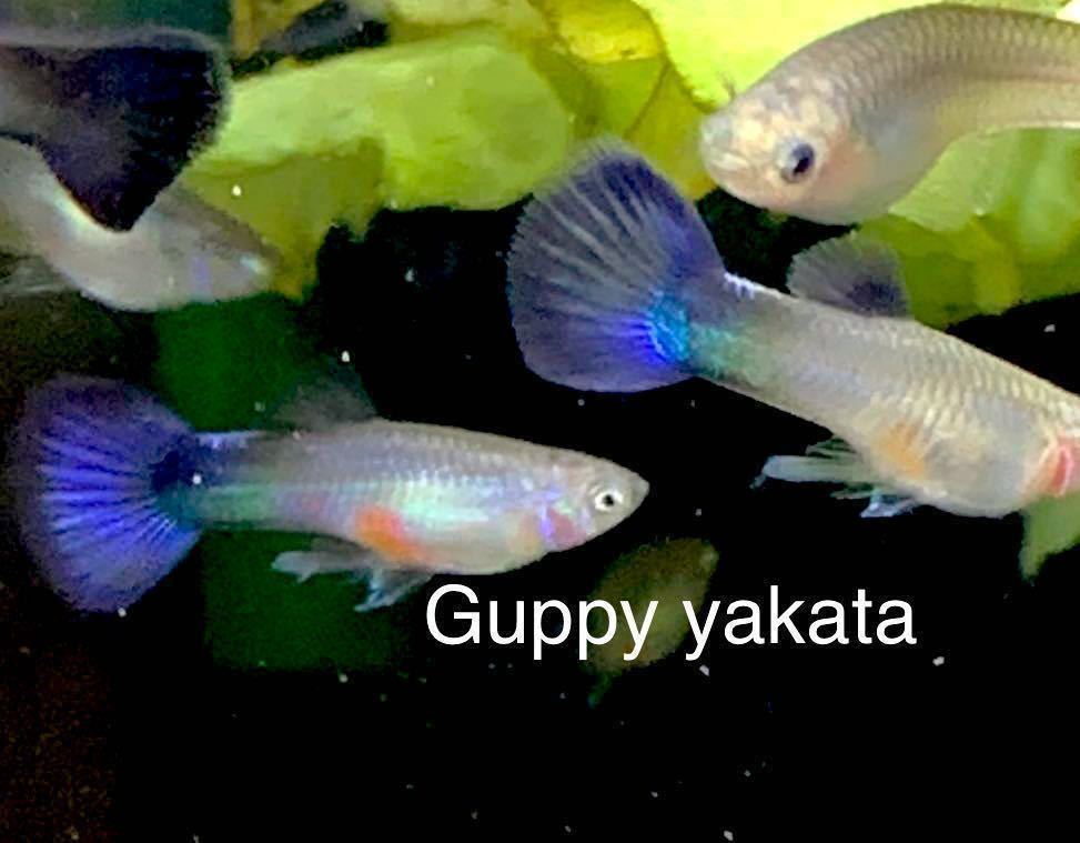 2026，本物保証 Guppy yakata パープルデルタ3ペア②(グッピー)｜売買されたオークション情報、yahooの商品情報をアーカイブ公開 - オークファン グッピー
