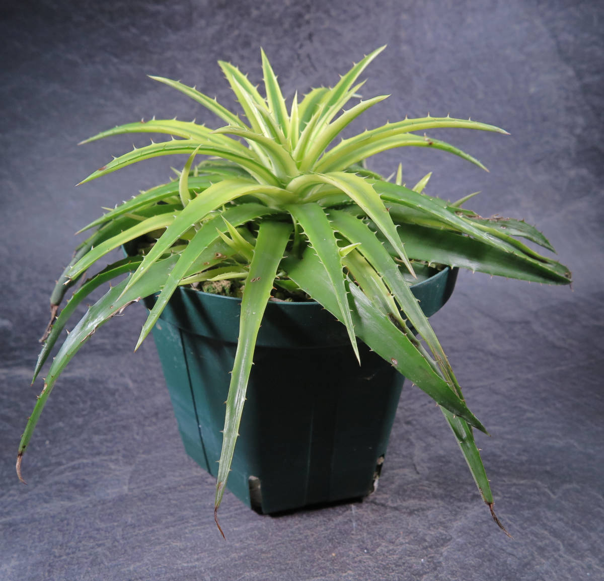 ディッキア ☆ Dyckia Pallaphat Bromeliad Cultivar Register (13043
