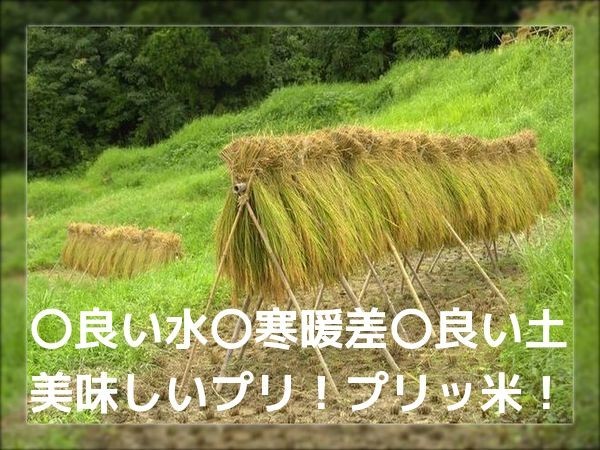 【本物保証，定番人気】 日本くっしの 小さな山間農家 新米10㎏ 無洗米可.(コシヒカリ)｜売買されたオークション情報、yahooの商品情報をアーカイブ公開 - オークファン コシヒカリ