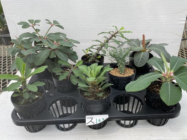 スＢ199 【多肉植物】ユーフォルビア　実生8株セット【品種内訳は商品説明に・発根・Euphorbia・ボンゴラベンシス・ツベルクラータ】 ユーフォルビア 多肉植物 | ユーフォルビア・バリダの基本情報・育て方｜多肉植物・サボテン図鑑 3個セット*幅 靍岡
