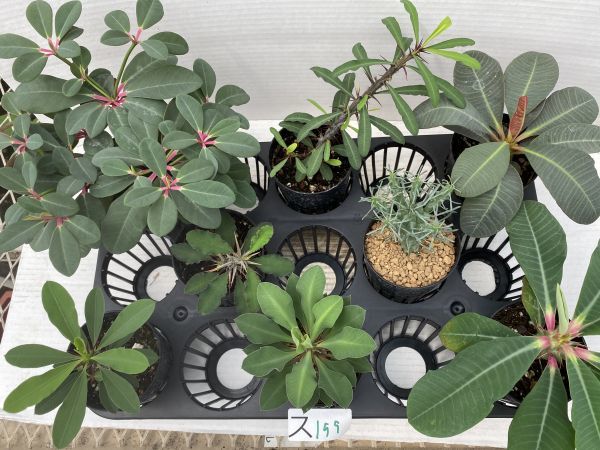 スＢ199 【多肉植物】ユーフォルビア　実生8株セット【品種内訳は商品説明に・発根・Euphorbia・ボンゴラベンシス・ツベルクラータ】 ユーフォルビア 多肉植物 | ユーフォルビア・バリダの基本情報・育て方｜多肉植物・サボテン図鑑 3個セット*幅 靍岡