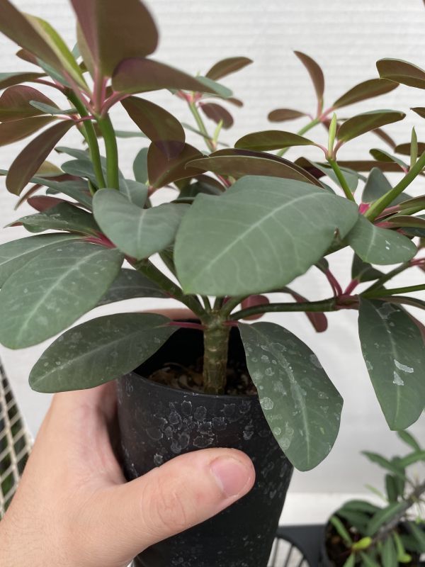スＢ199 【多肉植物】ユーフォルビア　実生8株セット【品種内訳は商品説明に・発根・Euphorbia・ボンゴラベンシス・ツベルクラータ】 ユーフォルビア 多肉植物 | ユーフォルビア・バリダの基本情報・育て方｜多肉植物・サボテン図鑑 3個セット*幅 靍岡