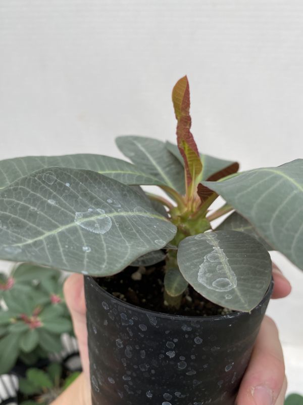 スＢ199 【多肉植物】ユーフォルビア　実生8株セット【品種内訳は商品説明に・発根・Euphorbia・ボンゴラベンシス・ツベルクラータ】 ユーフォルビア 多肉植物 | ユーフォルビア・バリダの基本情報・育て方｜多肉植物・サボテン図鑑 3個セット*幅 靍岡