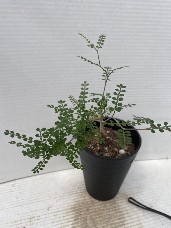ソ20 【塊根植物・実生】オペルクリカリア パキプス【根上げ版・種から