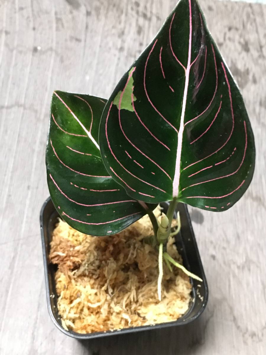 極美株Aglaonema Aglaonema アグラオネマ ☆アグラオネマ Aceh 