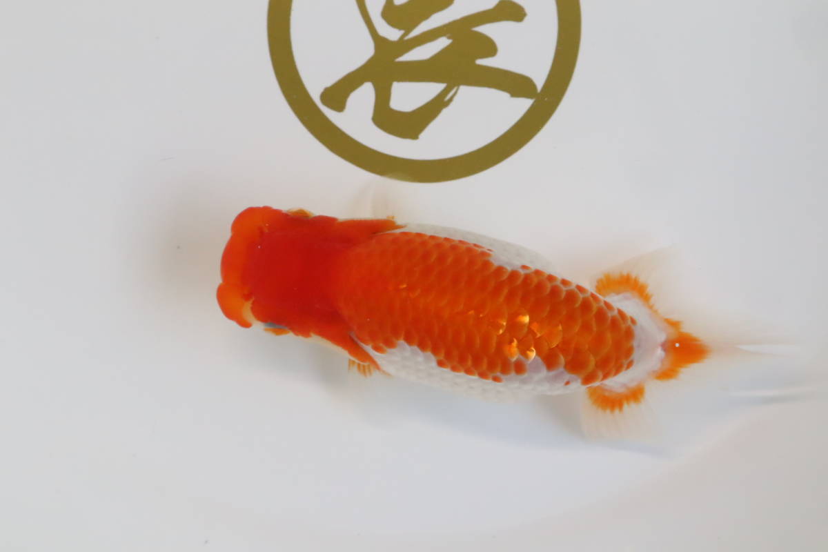 『長』⑬研究会、極上種魚用！当歳魚！ １５㎝！ メス！【 全国大会 優等魚系統！】