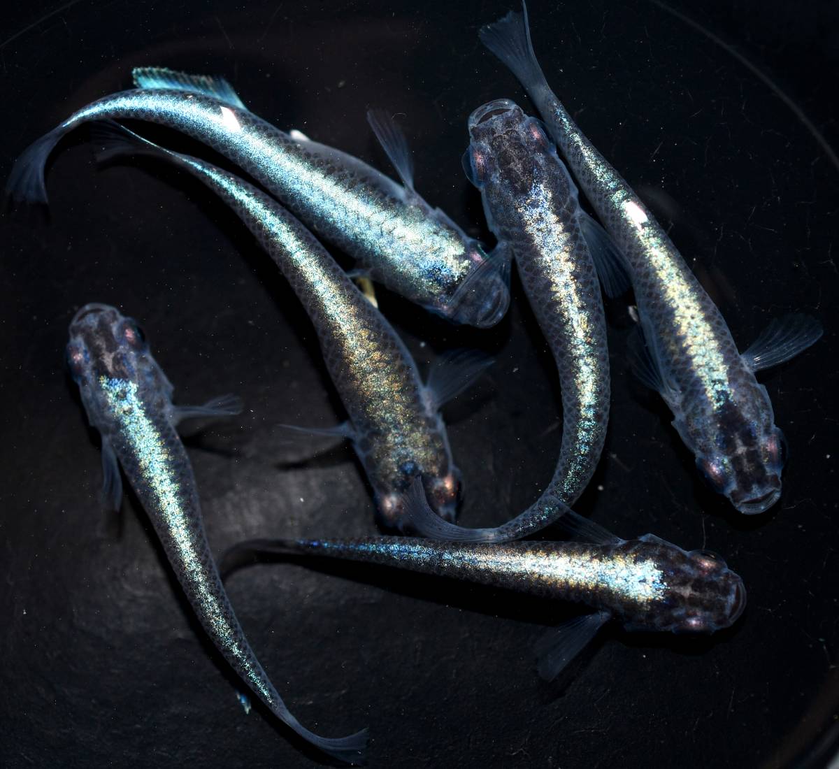 Gpメダカ 現物 黒ミユキ流星 ６匹 ３ペア Ck 16 めだか 売買されたオークション情報 Yahooの商品情報をアーカイブ公開 オークファン Aucfan Com