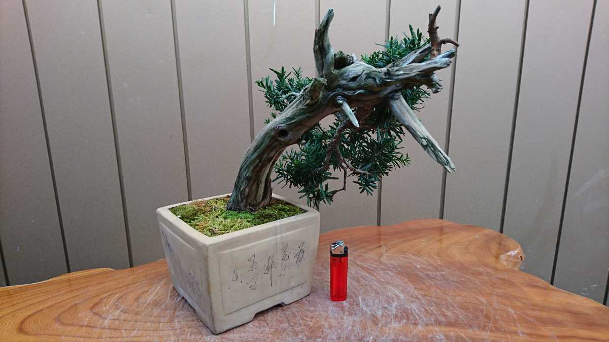 上下11㎝半懸崖根上がり　花梨　かりん　小品盆栽　真柏　黒松　五葉松　楓　紅葉 上下11㎝半懸崖根上がり 花梨 かりん 小品盆栽 真柏 黒松 五葉松 楓