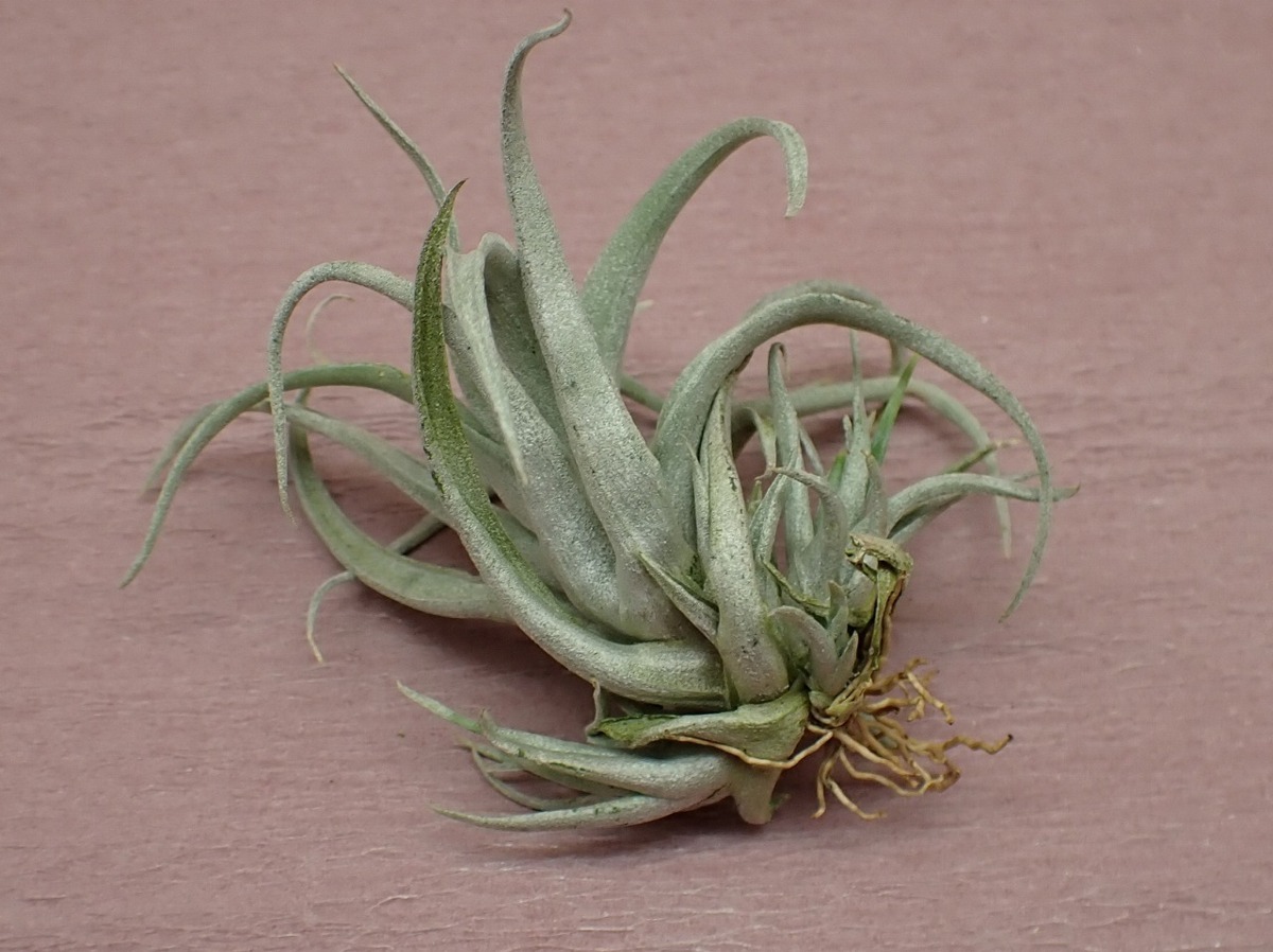 Tillandsia Capitata Mauve チランジア カピタータ モーブ エアープランツti 第四種 税別1円 アナナス 売買されたオークション情報 Yahooの商品情報をアーカイブ公開 オークファン Aucfan Com