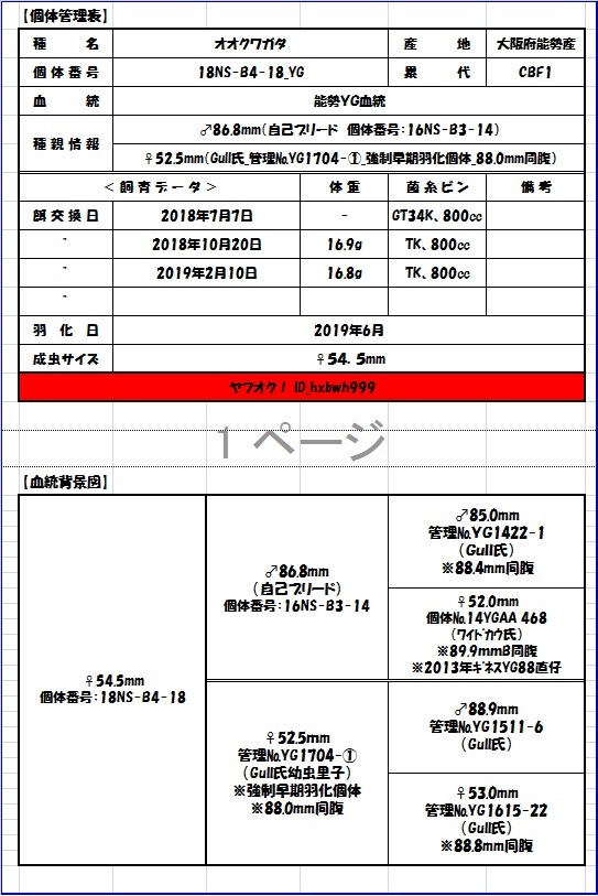 ☆【能勢YG血統】♀54.5mm（♂86.8mm_hxbwh999×52.5mm_Gull氏YG1704 