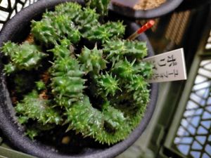 年10月 ユーフォルビア ポリゴナのヤフオク の相場 価格を見る ヤフオク のユーフォルビア ポリゴナ のオークション売買情報は11件が掲載されています