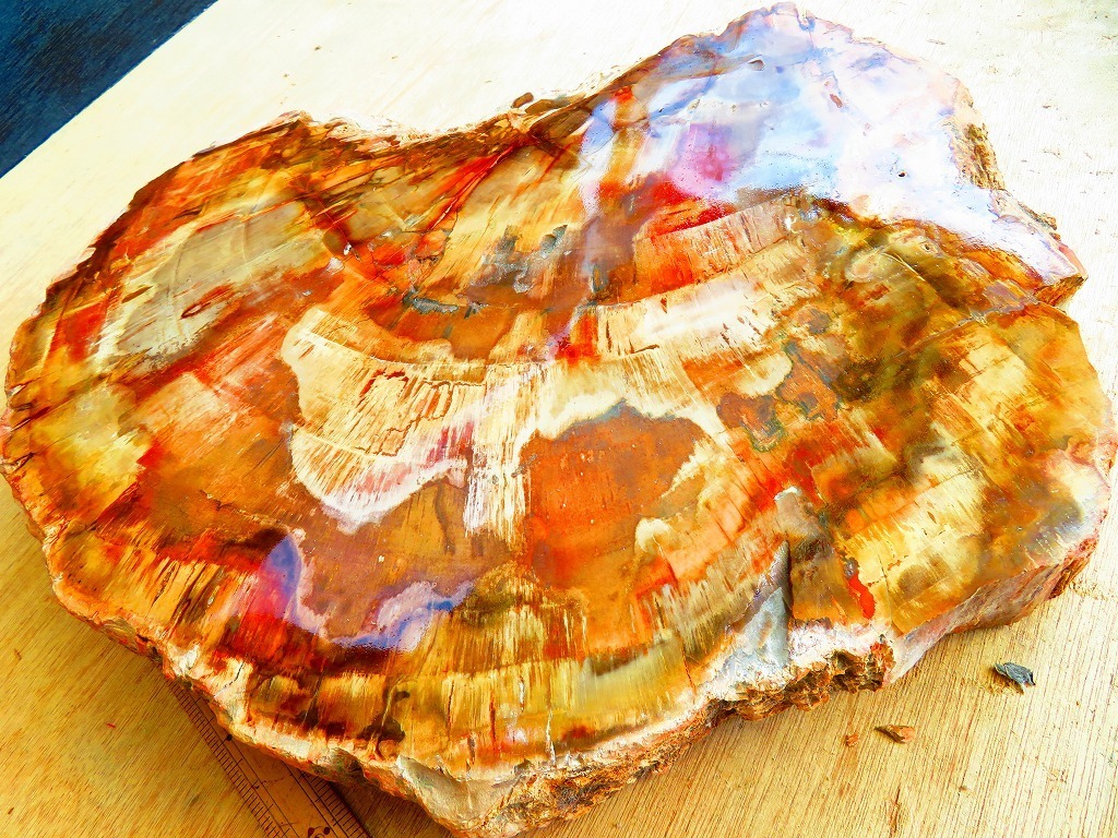 絶品☆両面研磨☆北米アリゾナ産☆化石珪化木10000分の1の三畳紀 大