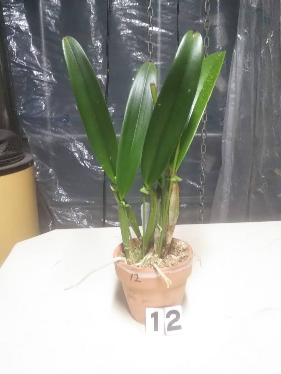 12洋蘭カトレア原種 c.lueddemanniana rubra flamea Soushi (OG)