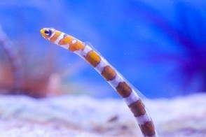 セール，新作登場 ニシキアナゴ ３匹セット ＭＳサイズ 海水魚 熱帯魚 生体(海水魚)｜売買されたオークション情報、yahooの商品情報をアーカイブ公開 - オークファン 海水魚