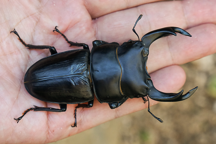 豊富な，人気 能勢産大型血統オオクワガタ ♂86.0mm＋♀55.4mm(国産)｜売買されたオークション情報、yahooの商品情報をアーカイブ公開 - オークファン 国産