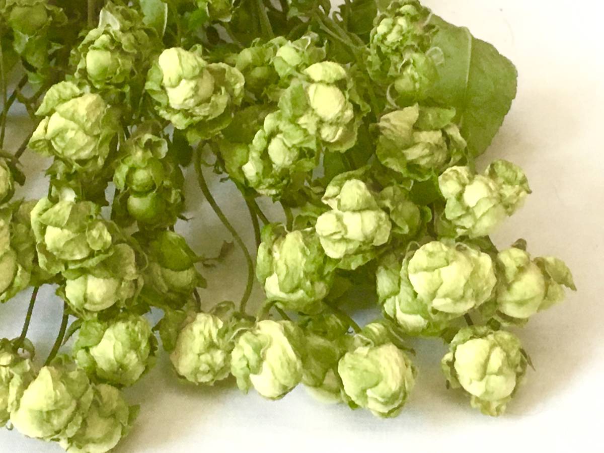 バラのドライフラワー 15輪セット エクレール リース ポプリ ハーバリウムなどに 一般 売買されたオークション情報 Yahooの商品情報をアーカイブ公開 オークファン Aucfan Com