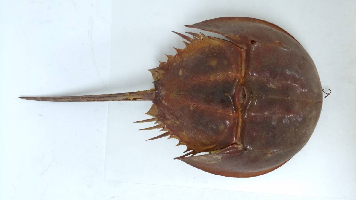 カブトガニ - 生きた化石「カブトガニ」が香川県で漁師の網に ROOM